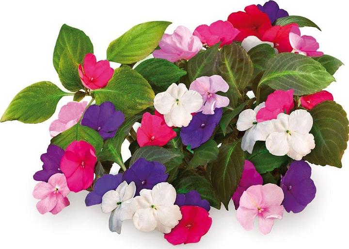 Actual product image Click and Grow Busy Lizzy (Flower seeds)