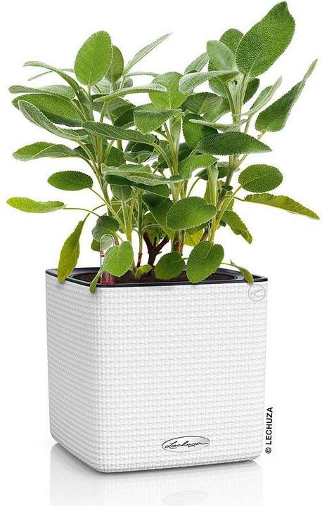 Actual product image Lechuza Cube Color (17 cm)