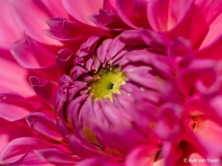 Image du produit Sony FE 100mm F2.8 Macro GM (Sony E, Plein format)