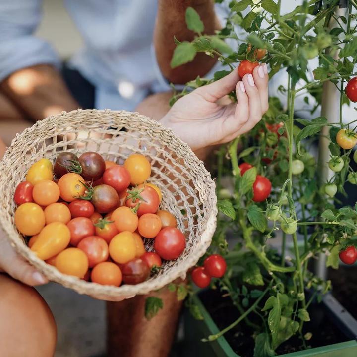 Actual product image Gusta Garden Tomato Buddy Starter (125.10 x 18 x 125.10 cm)