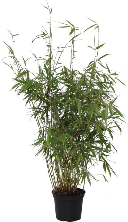Immagine prodotto Zulauf Garten-Bambus / Fargesia robusta 'Pingwu' (60 cm)
