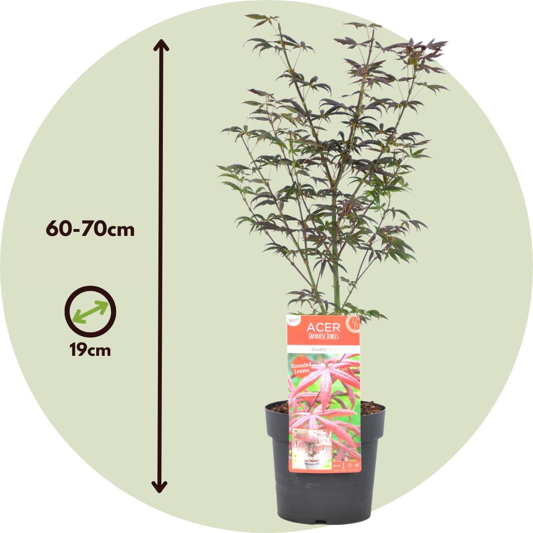 Thumbnail - Plant in a Box, Pflanzen, Acer palmatum 'Starfish' - Ahorn Baum (60 cm)