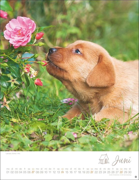 Actual product image Hundekinder Posterkalender 2026