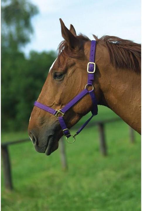 Produktbild Norton Nylonhalfter