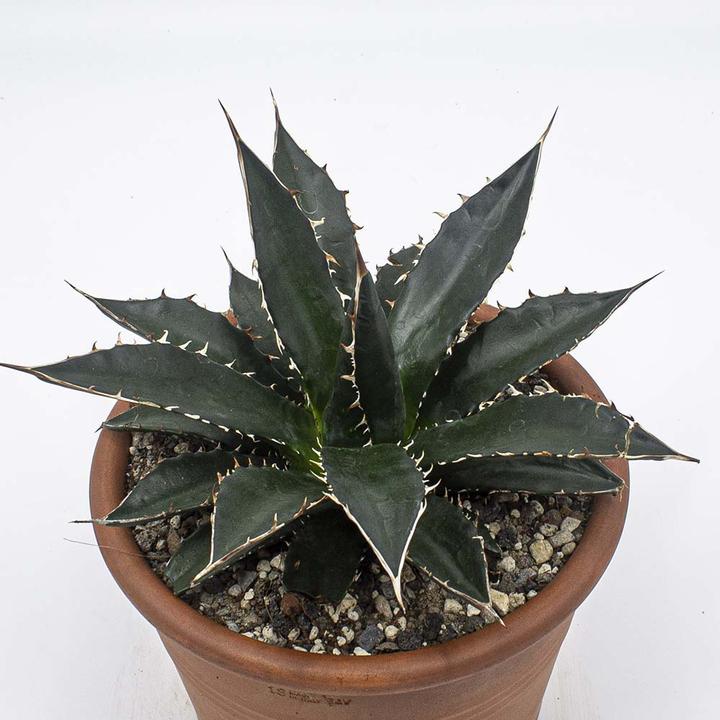 Kakteen Gautschi Agave titanota - kaufen bei Galaxus - Galaxus