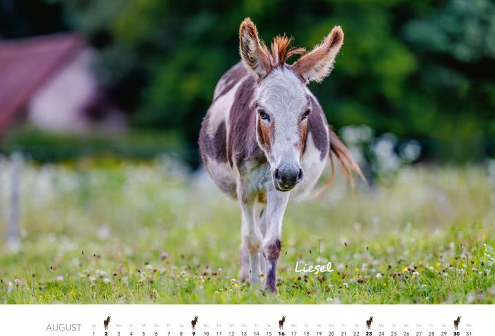 Produktbild Esel Kalender 2026 (47,5 x 33 cm)