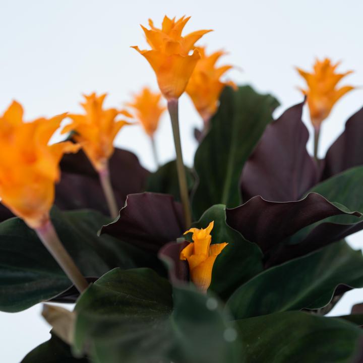 Actual product image Plant in a Box Calathea crocata Tassmania - Set of 2 Crocus Calathea (40 cm)