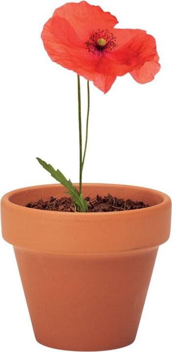 Produktbild MidOcean Blumentopf Red Poppy (6 x 5.50 x 5 cm)