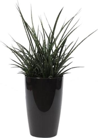 Produktbild Fresca-Plant Sansevieria Fernwood (29 cm)