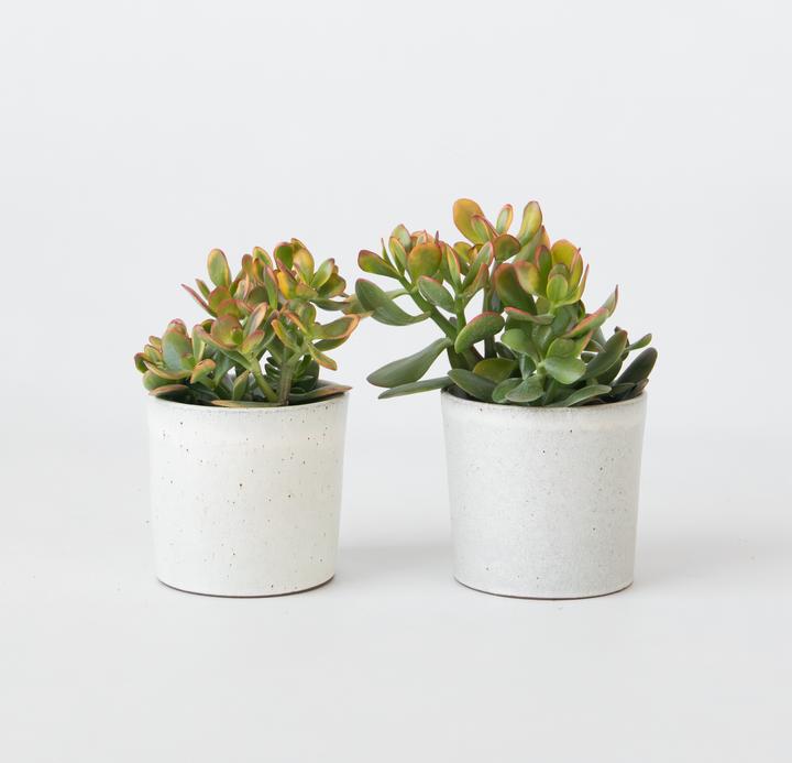 Produktbild Plant in a Box Crassula ovata 'Sunset' - 2-er Set Jadepflanze (15 cm)