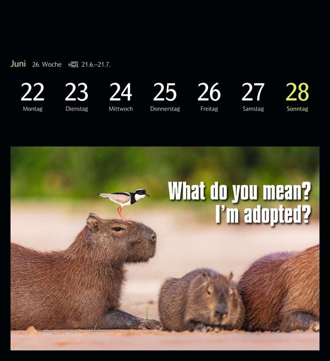 Actual product image Harenberg Animal Memes Postkartenkalender 2026 - 53 tierisch witzige Postkarten (Hardcover, English, German)