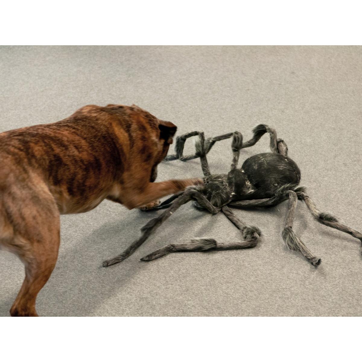 Thumbnail - Europalms Monsterspider ca.130cm