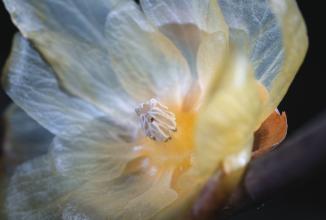 Image du produit Venus Optic Focale fixe 100 mm F2.8 2x Ultra Macro APO (Canon EF, Plein format)