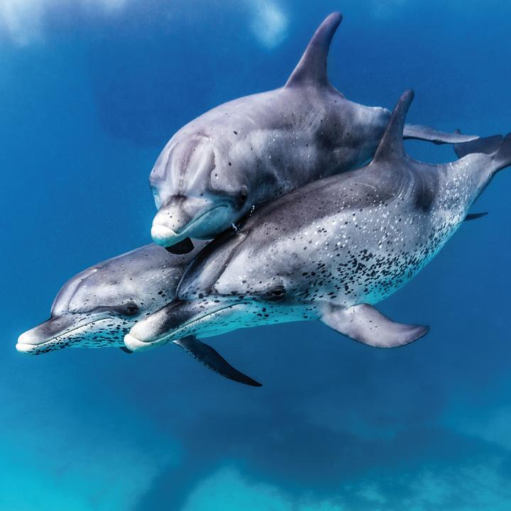 Actual product image Dolphins 2023 (30 x 30 cm)