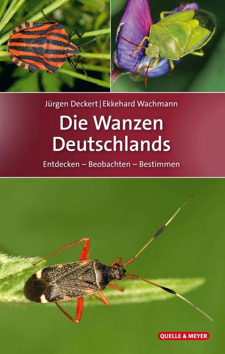 Produktbild Die Wanzen Deutschlands (Deutsch, Ekkehard Wachmann, Jürgen Deckert, 2020)