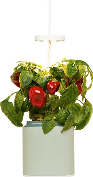 Immagine prodotto Prêt à Pousser Herb Pot Nano, Verde Celadon (13.50 cm)