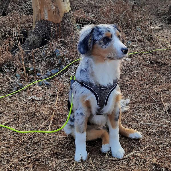 Actual product image Nobby Tableware Cayo (M, Dog, General)