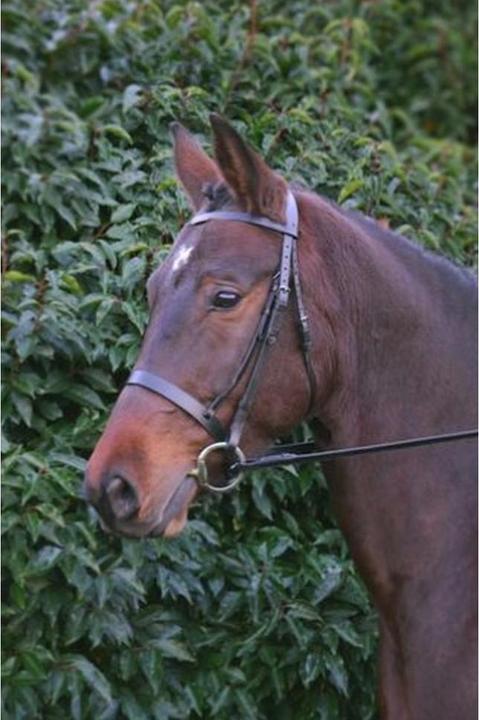 Produktbild Hy Zaumzeug Hunter Leder