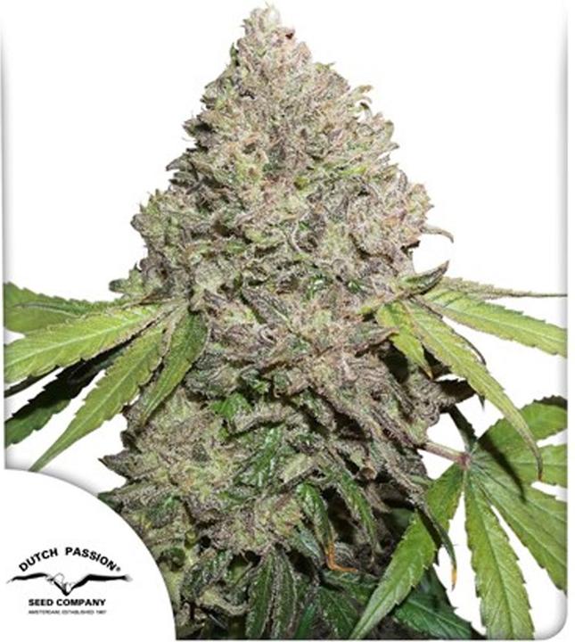 Image du produit Dutch Passion CBG Charlottes Angels Feminised 3 pcs (15.80 g)