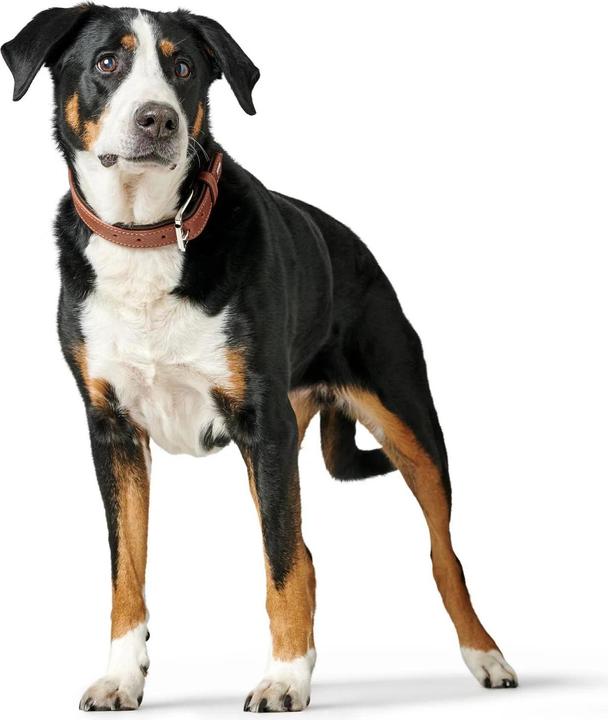Produktbild Hunter Halsband Canadian Up für Hunde Cognac M (M, Hund, Allgemein)