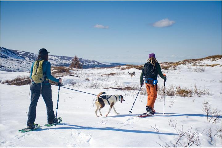 Actual product image Non-Stop Dogwear Ferd Belt (M, Dog, General)