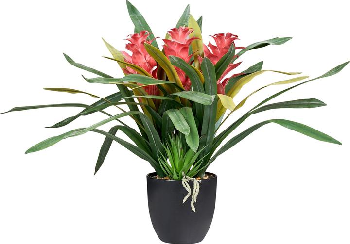 Produktbild Beliani Guzmania Atilla (50 cm)
