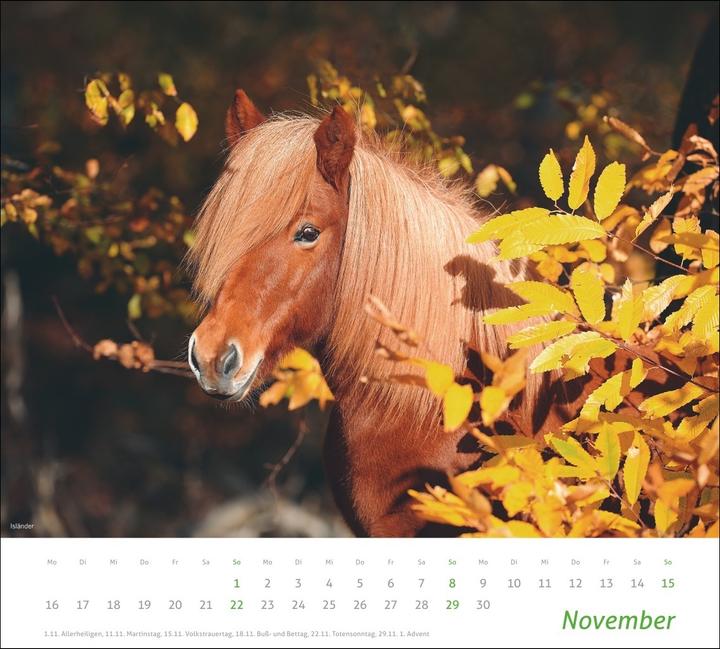 Produktbild times&more Pferde Bildkalender 2026