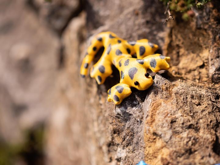 Image du produit Creotime Lézards textiles