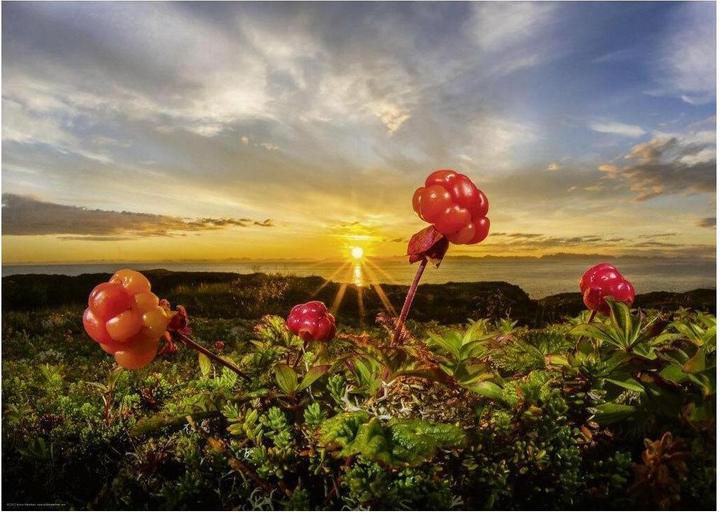 Immagine prodotto Heye Cloudbeeries Standard (1000 pezzi)