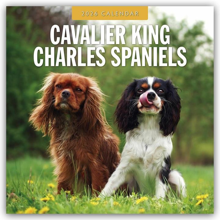 Red Robin Cavalier King Charles Spaniels 2026 Square Wall Calendar