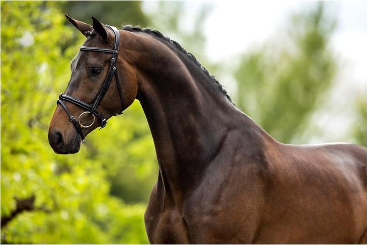 Produktbild BR Equestrian Equipment Kendal