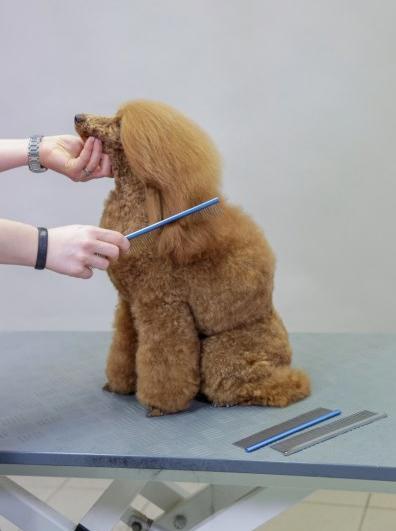 Produktbild Kerbl Fellkamm (Hund, Katze)