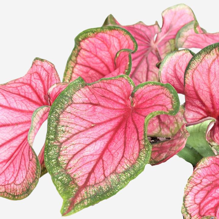 Actual product image Plant in a Box Caladium Sweetheart - (25 cm)
