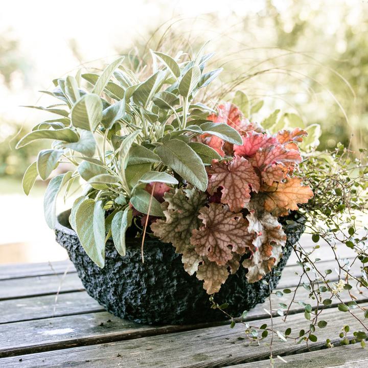 Produktbild Oasis Pflanzschale