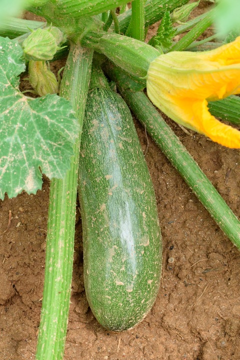 Immagine prodotto Living Seeds Zucchini, Zuboda (Semi di verdura)