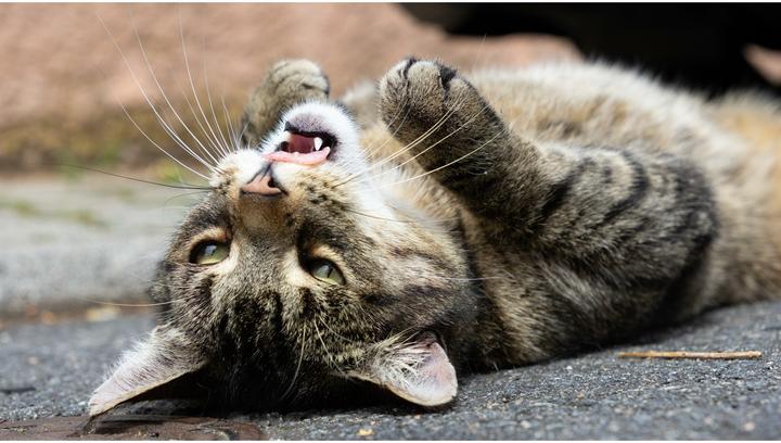 Produktbild Sigma 18-50mm f/2.8 DC DN Contemporary, Canon RF (Canon RF, APS-C / DX)