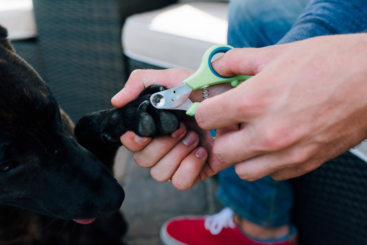 Image du produit Zen Clipper Ciseaux à griffes (Chat, Chien)