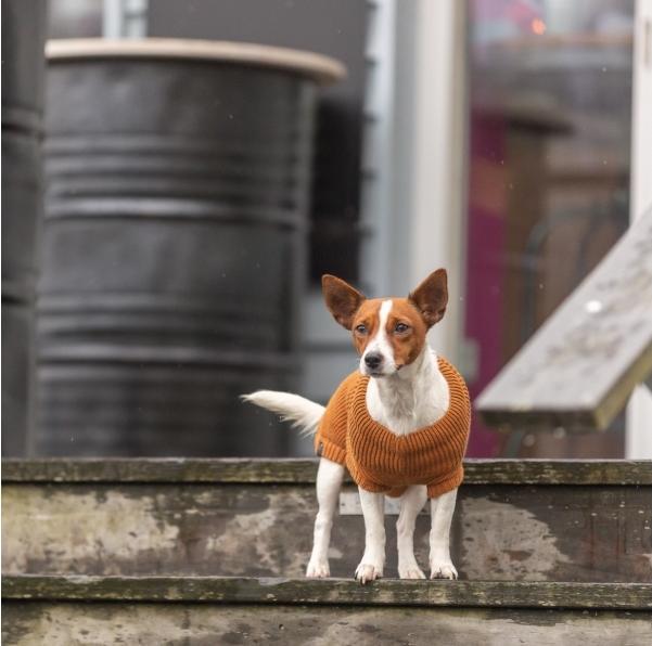 Actual product image Trixie Citystyle Hondentrui Berlin Roest (27, Dog jumper)