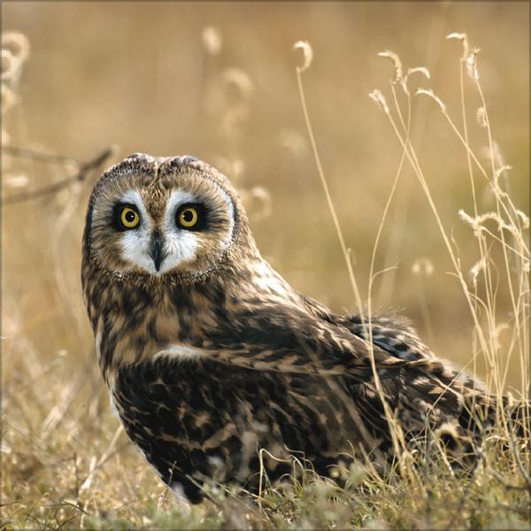 Produktbild Eulen 2026 (30 x 30 cm)