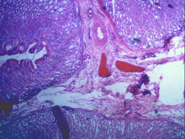 Actual product image Celestron CM44422 microscope camera Black 5 MP CMOS