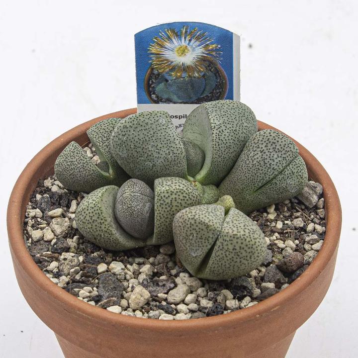 Produktbild Kakteen Gautschi Sukkulenten-Set 4 (15 cm)
