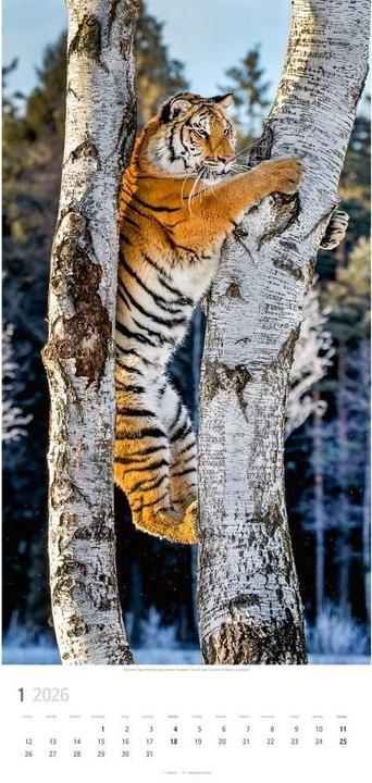 Produktbild Big Cats Kalender 2026 (33 x 68 cm)