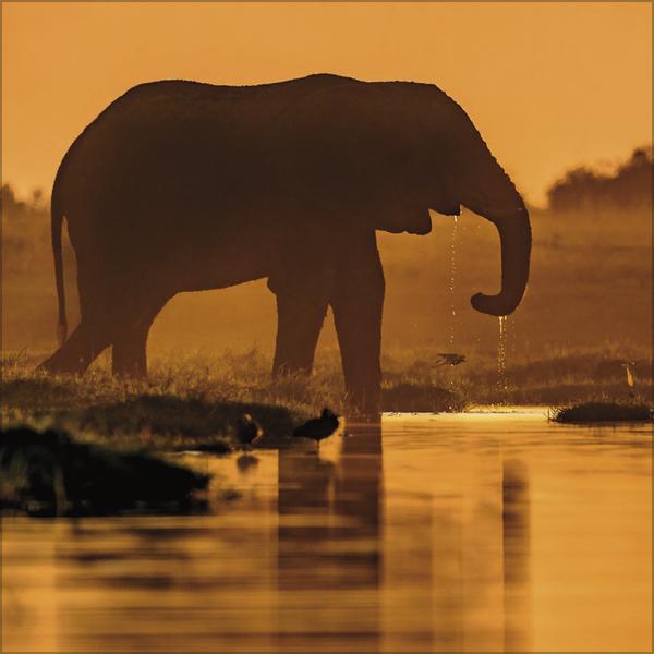 Image du produit Elefanten2026 (30 x 30 cm)