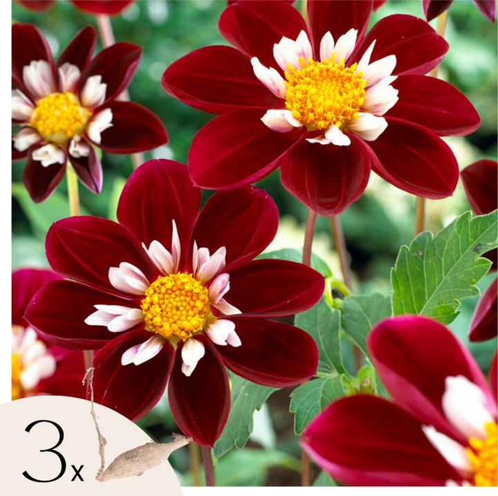 Actual product image Plant in a Box Dahlia Mary Evelyn - Set of 3 dahlias (10 cm)