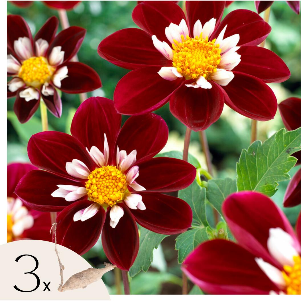 Plant in a Box, Pflanzen, Dahlia Mary Evelyn - 3er Set Dahlien (10 cm)