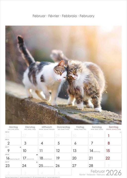 Immagine prodotto Katzen2026-Bildkalender23,7x34cm-KalendermitPlatzfürNotizen-mitvie