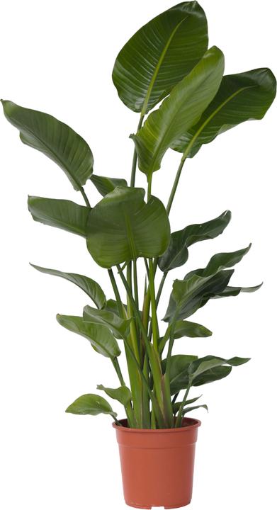 Plant in a Box Strelitzia Nicolai - Fleur d'oiseau de paradis (155 cm)