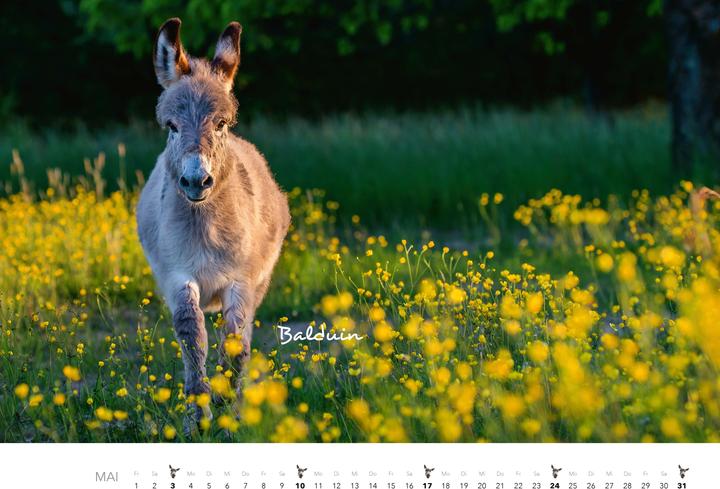 Produktbild Esel Kalender 2026 (47,5 x 33 cm)