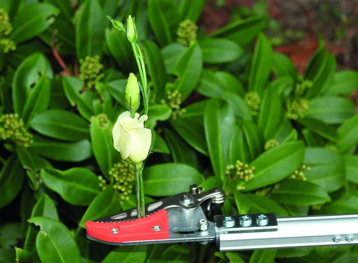 Produktbild Garten Primus Rosenschere