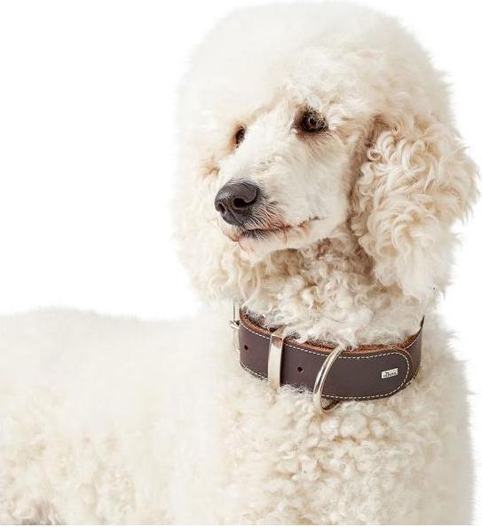 Produktbild Hunter Halsband Aalborg Special (28, 29, 30, 31, 32, 33, 34, Hund, Hundesport)